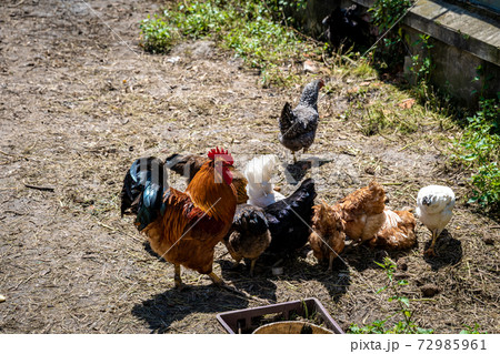 hen and rooster in the paddock at the farm yard 72985961