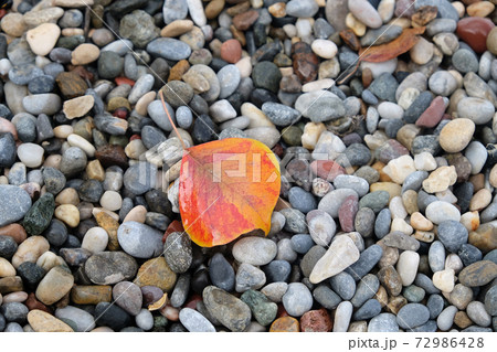 A red-orange fallen leaf lies on a pebble background A red-orange fallen leaf lies on a pebble background 72986428