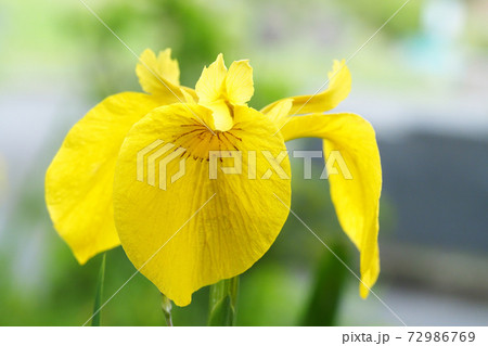 キショウブの花 キショウブの花 72986769