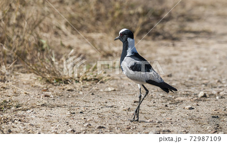 Blacksmith Plover 72987109