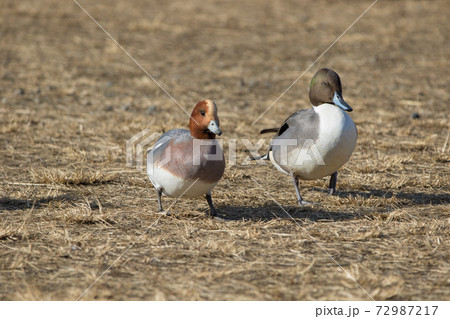 御宝田遊水地 オナガガモ 72987217