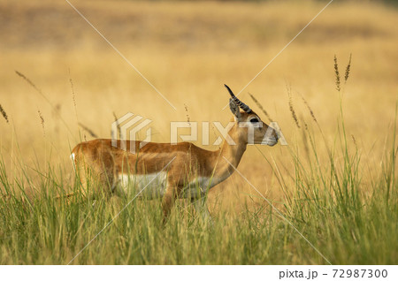 blackbuck or antilope cervicapra or indian antelope closeup walking in green background at tal chhapar sanctuary rajasthan india blackbuck or antilope cervicapra or indian antelope closeup walking in green background at tal chhapar sanctuary rajasthan india 72987300