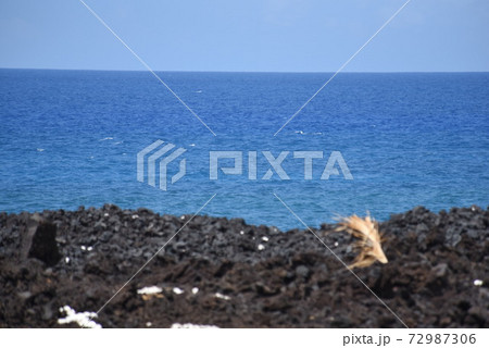 ハワイ　hawaii 72987306