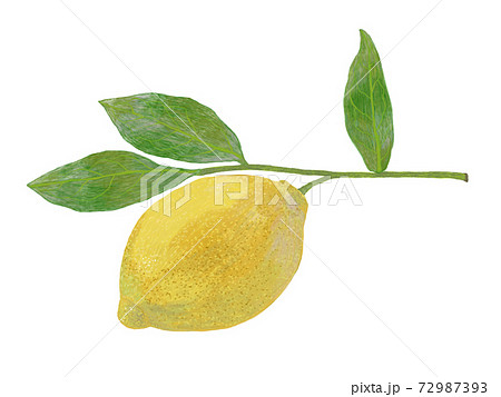 レモンと葉っぱのイラストのイラスト素材