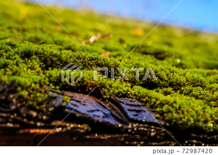 Moss on the roof, old wooden house with green roof. Selective focus 72987420