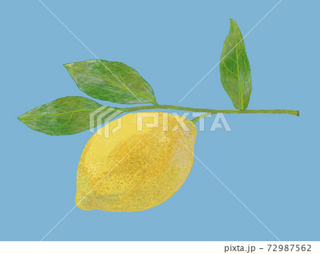 レモンと葉っぱのイラスト青のイラスト素材