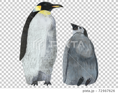 ペンギン親子のイラストのイラスト素材