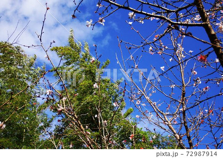青空に映える十月桜 青空に映える十月桜 72987914