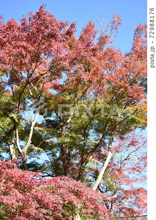 高尾山の紅葉 高尾山の紅葉 72988176