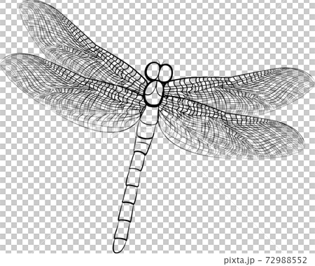 Dragonfly. Wild nature insects. Spreaded wings. Simple elegant ink sketch. Black and white, isolated. Dragonfly. Wild nature insects. Spreaded wings. Simple elegant ink sketch. Black and white, isolated. 72988552