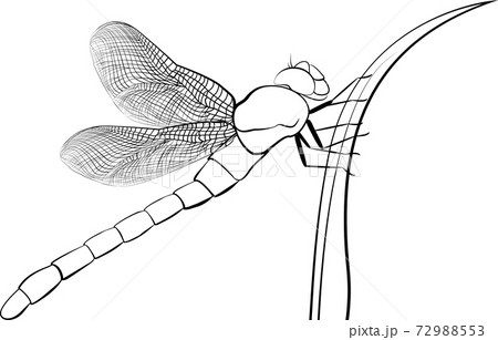 Dragonfly. Wild nature insects. Spreaded wings. Simple elegant ink sketch. Black and white, isolated. 72988553