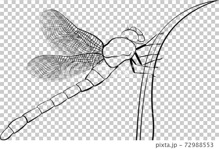 Dragonfly. Wild nature insects. Spreaded wings. Simple elegant ink sketch. Black and white, isolated. 72988553