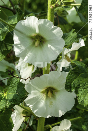 Hollyhock (althaea rosea) Alcea white 72989962