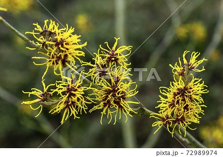 Hamamelis x Intermedia 'Ripe Corn' (Witch Hazel) Hamamelis x Intermedia 'Ripe Corn' (Witch Hazel) 72989974