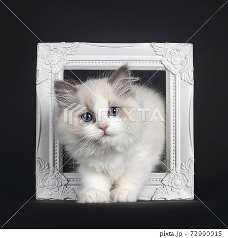 Ragdoll cat kitten on black background 72990015