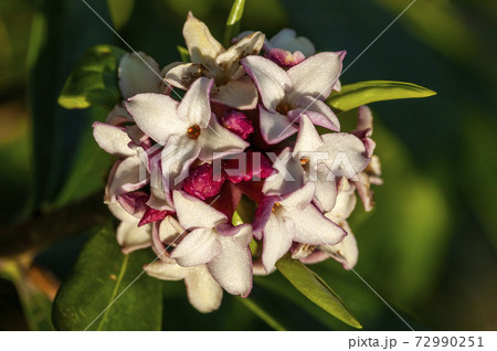 Daphne odora var ruba 72990251