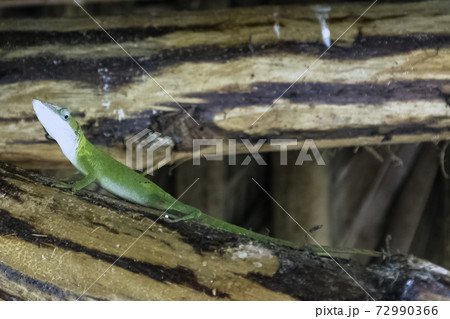 Cuban female lizard Allisons Anole (Anolis allisoni), also known as the blue headed anole  72990366