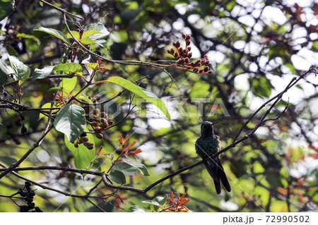Cuban Emerald (Chlorostilbon Ricordii) - Peninsula de Zapata National Park / Zapata Swamp, Cuba 72990502