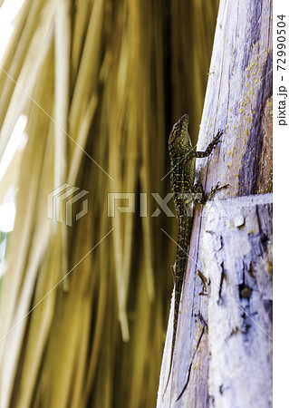 Brown anole (Anolis sagrei), also known as the Bahaman anole or De la Sagra's Anole - Varadero, Cuba 72990504