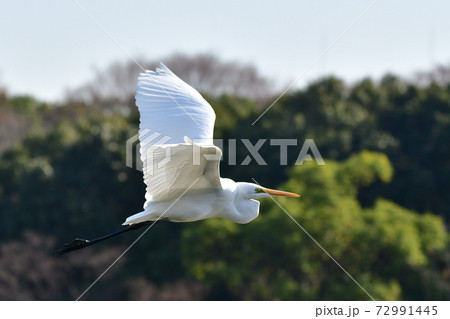 カワウ カワウ 72991445