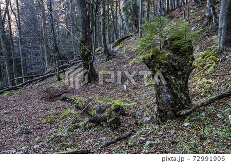 Autumn natural scene, Big Fatra mountains, Slovakia Autumn natural scene, Big Fatra mountains, Slovakia 72991906