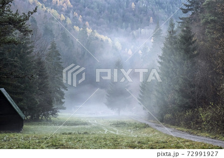 Autumn scene in misty forest, Big Fatra, Slovakia Autumn scene in misty forest, Big Fatra, Slovakia 72991927