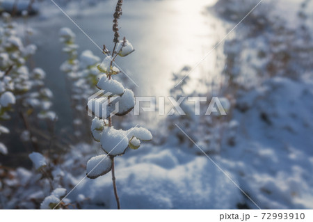 雪でドレスアップされた冬草 72993910