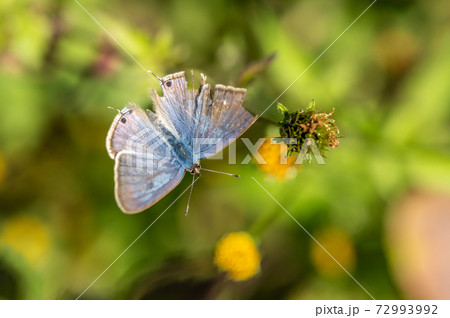 ウラナミシジミ 72993992