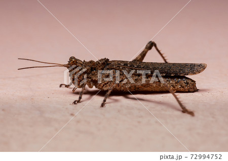 Short Horned Grasshopperの写真素材