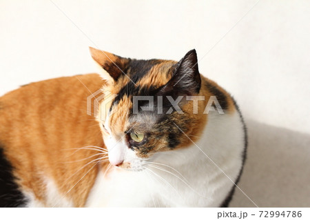 キャットタワーの上にいる三毛猫 72994786