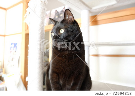 朝の黒猫 72994818