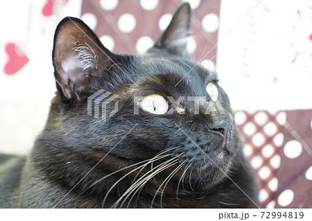 朝の黒猫 72994819