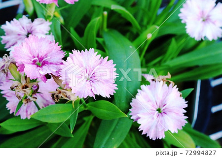 初冬に咲く ナデシコ（撫子）ダイアンサス 72994827