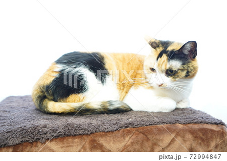 朝窓際にいる三毛猫 朝窓際にいる三毛猫 72994847