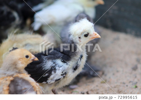 Young baby Polish Bantam hen chick in the sand Young baby Polish Bantam hen chick in the sand 72995615