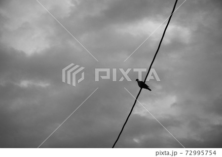 電線に止まる一羽の小鳥 モノクロ 孤独な鳥の居る風景の写真素材 72995754 Pixta