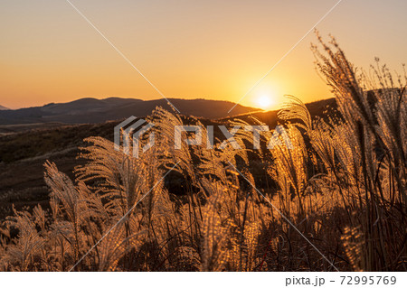 秋吉台の夕日と金色に輝くススキの穂 秋吉台の夕日と金色に輝くススキの穂 72995769