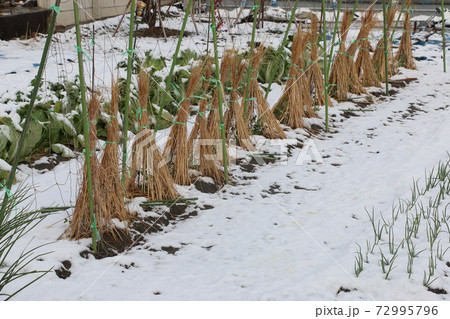 初雪　雪囲い　エンドウ豆 72995796