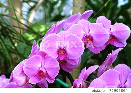 温室に咲く冬の花 コチョウラン 胡蝶蘭 の写真素材