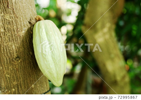 青いカカオの実 青いカカオの実 72995867