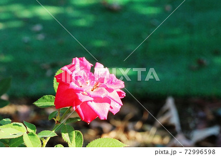 初冬に咲く赤いバラ(薔薇)の花 一輪 初冬に咲く赤いバラ(薔薇)の花 一輪 72996598