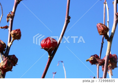とても美味しそうなローゼルの実に見えるのは萼と苞 72996605