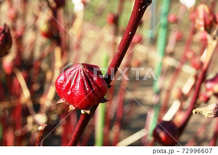 とても美味しそうなローゼルの実に見えるのは 萼と苞の写真素材