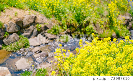 山村の春（菜の花と雪解け水流れる用水路） 72997310
