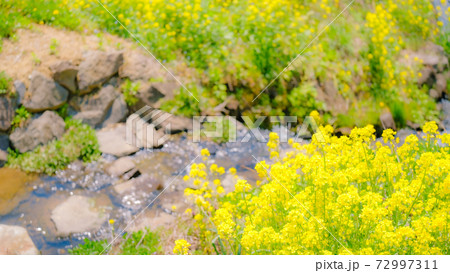 山村の春（菜の花と雪解け水流れる用水路）：ソフトフォーカス 72997311
