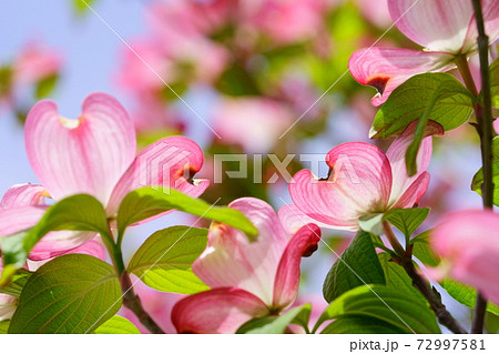 ハナミズキの花弁の写真素材