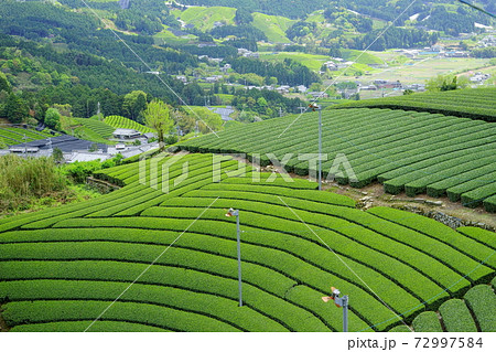 和束の円形茶園3 和束の円形茶園3 72997584