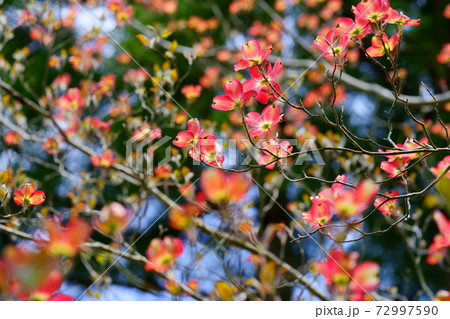 森背景ハナミズキ2 森背景ハナミズキ2 72997590