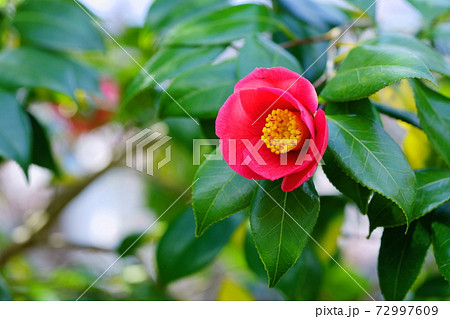 早春の椿2 72997609