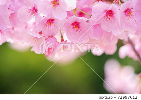 陽光桜のボケ表現2 72997612
